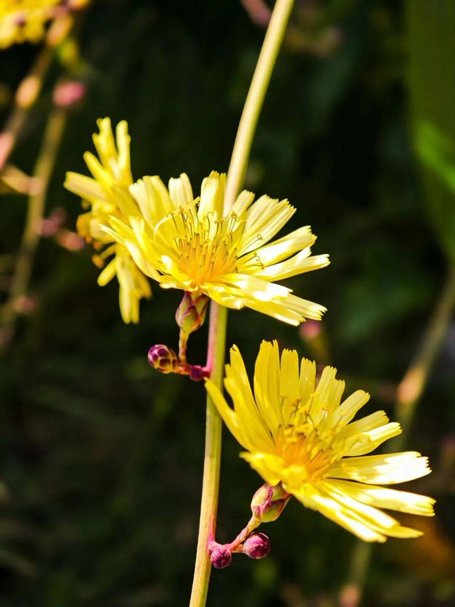 Hassan A Yalwa tweet media