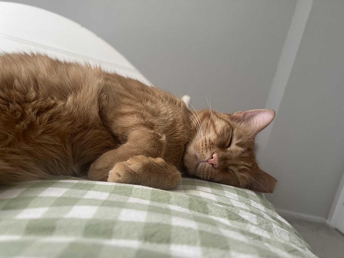 goob 🍞 tweet media