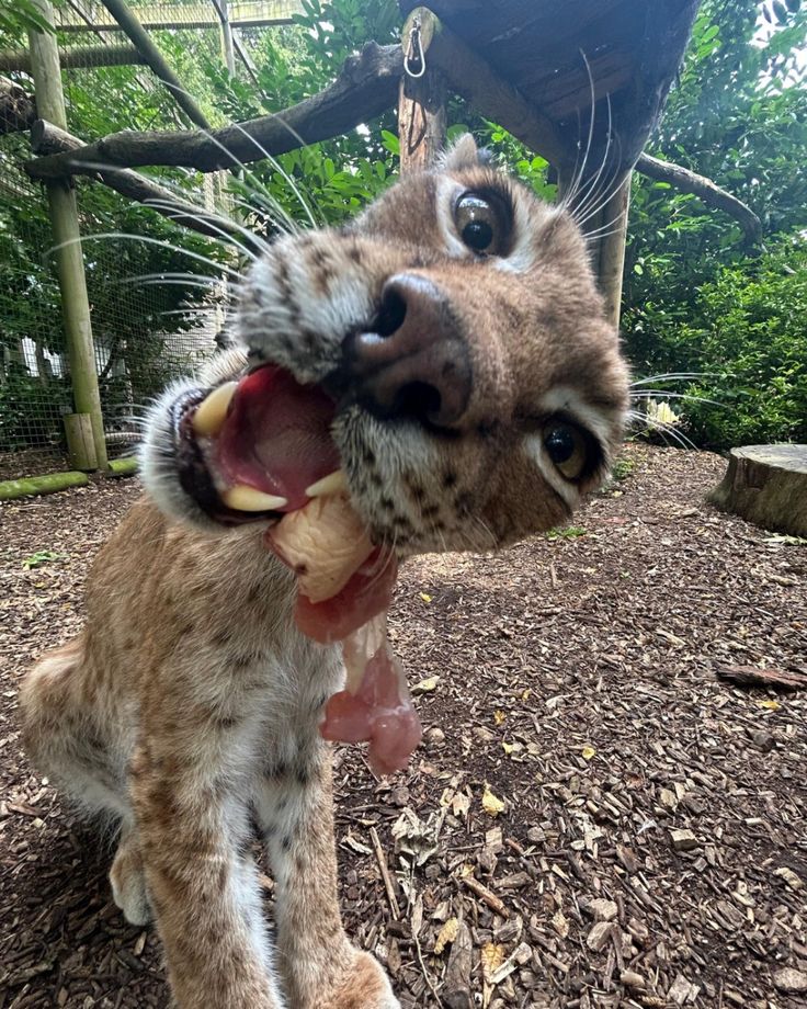 DJ burger 🍔🐯🎵 tweet media