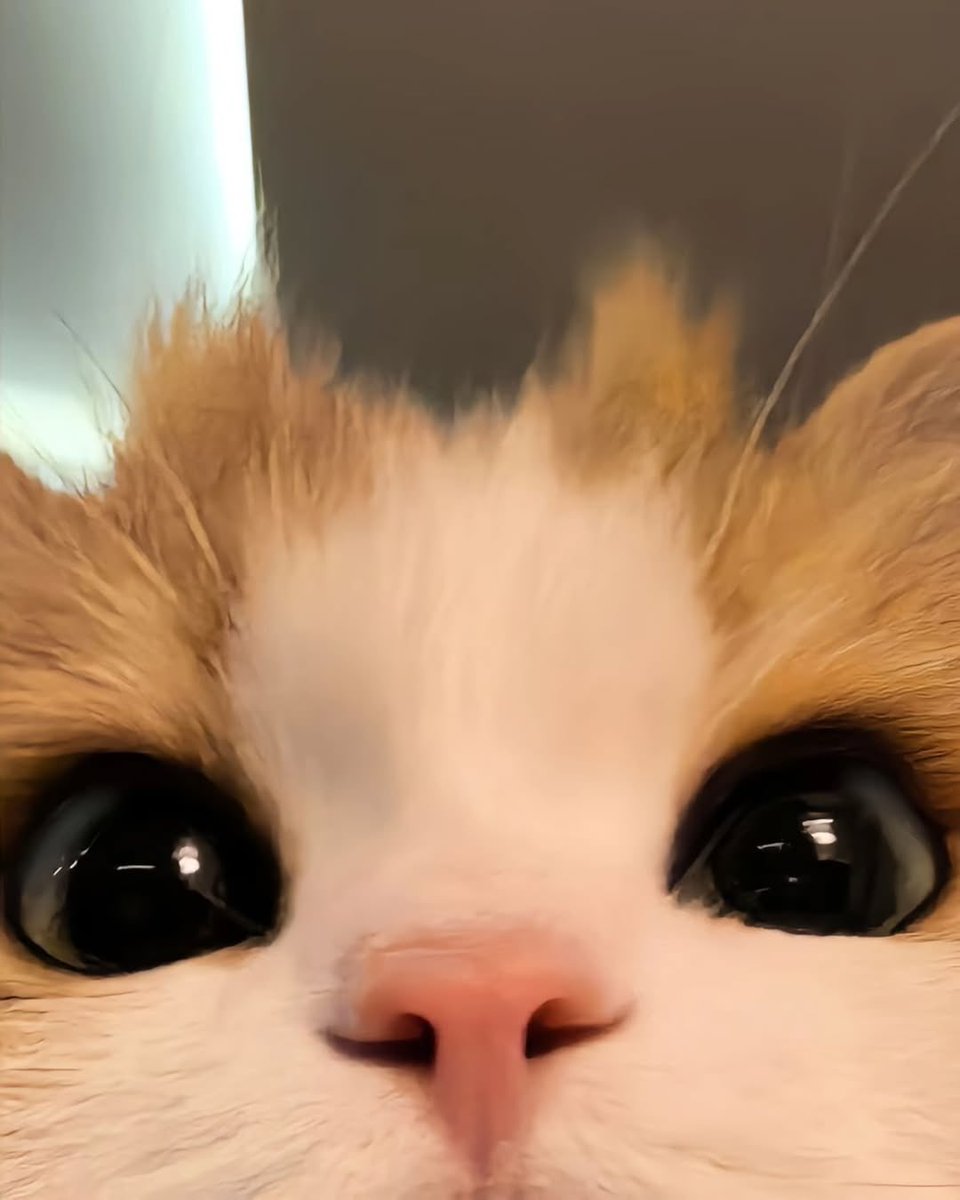 Lai 👑🌸【Vtuber】 tweet media