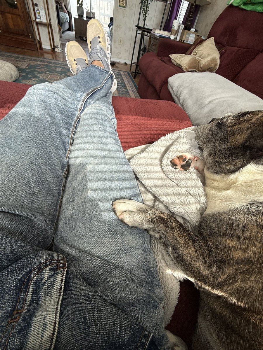 Herman the Frenchie tweet media