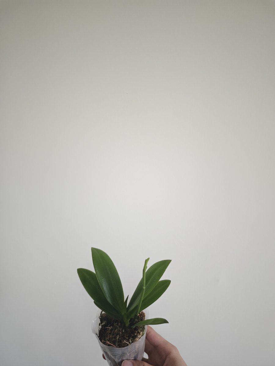 Eugenia Svercovich tweet media