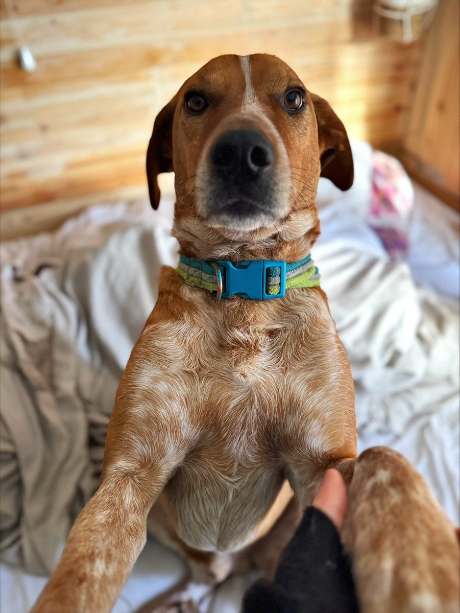 chris towers tweet media