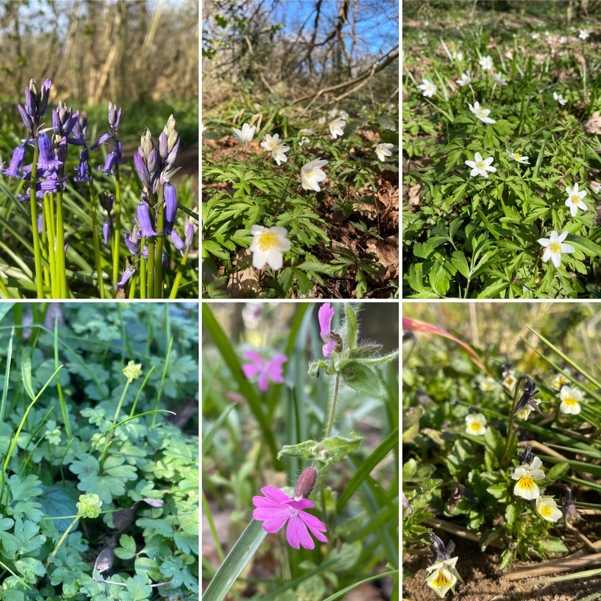 LittleEcologist's tweet photo. Here come one of the most glorious sights and smells of spring: Bluebells are growing in number. The delicate Wood Anemones are beginning to form a carpet with Moschatel growing between. Red Campion flowers are opening up and Field Pansys are brightening the fields. #wildflowers https://t.co/1tvdx9guTA