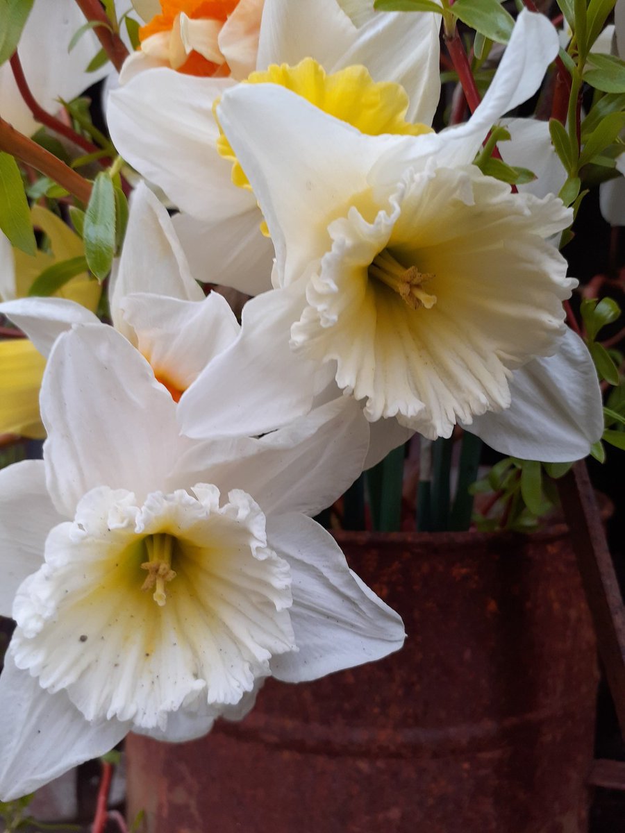 Arcticfox 🍃💚🍃🦎🦇🦎🦇 tweet media