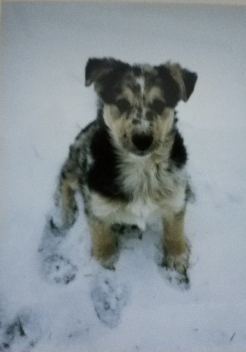 GatorGirl675122's tweet image. Memories ... #Buck