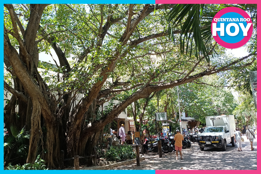 QuintanaRooHoy1's tweet photo. #MedioAmbiente | ⚠️ Riesgo en zona turística de #PlayadelCarmen
🌳 El emblemático árbol de amate de la calle 38 presenta daños estructurales y podría colapsar
🚶‍♂️ Especialistas advierten peligro para peatones y turistas

#amate #MedioAmbiente #Riesgo  🚨

https://t.co/5W9xT42qBT https://t.co/fdfjttTrVq