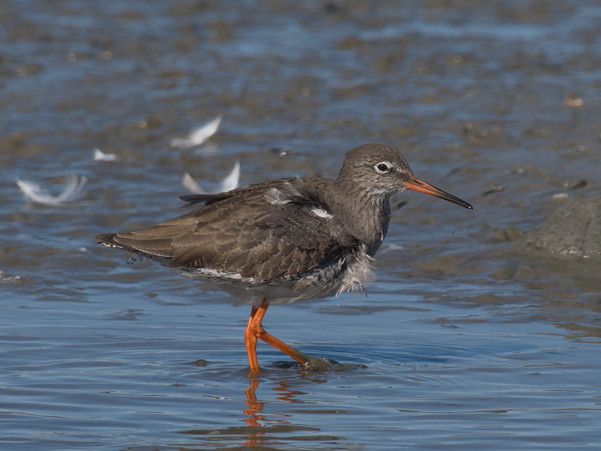 WarranPhoto's tweet photo. A few more from #Brownsea #Redshank #Greylag geese a pair of #Blackheadedgulls and #Blacktailedgodwit https://t.co/V3B6uF6FrP