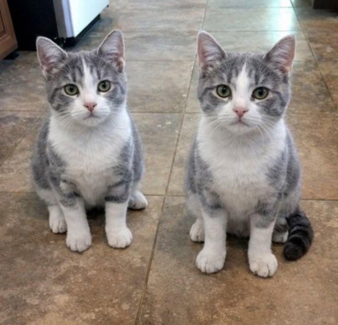 Alyza Malik tweet media