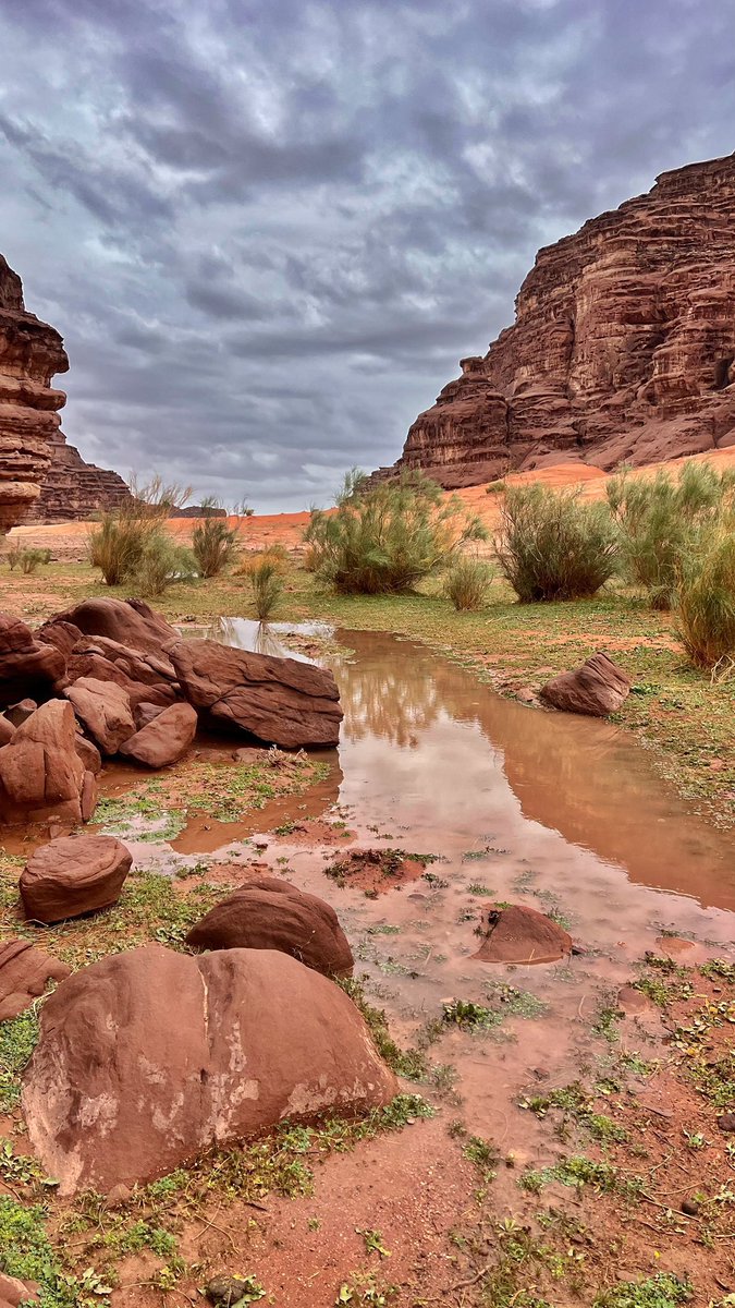 المملكة tweet media