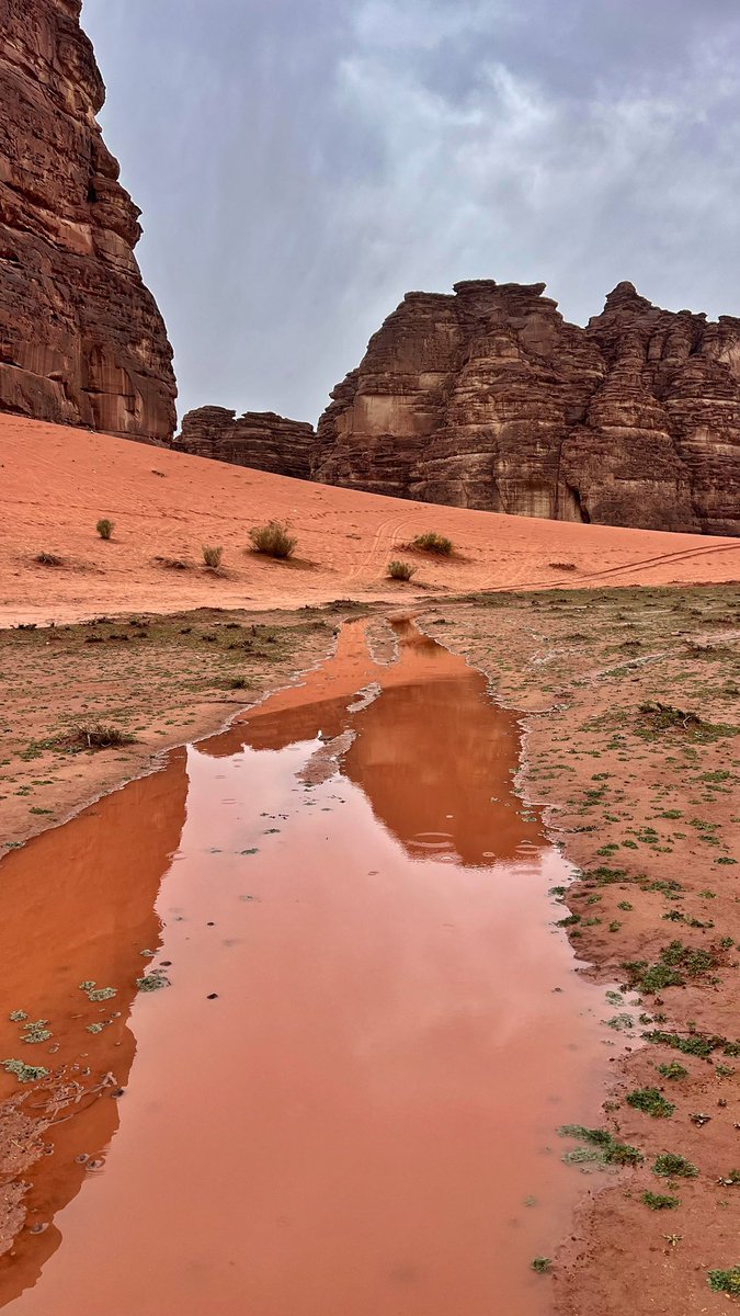 المملكة tweet media