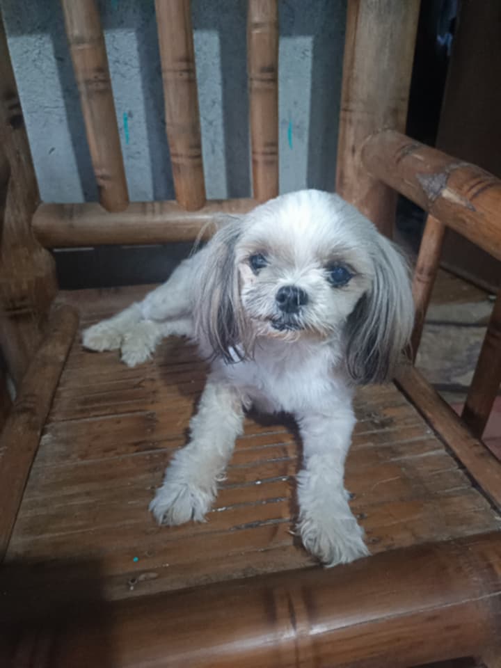 Teacups Family tweet media