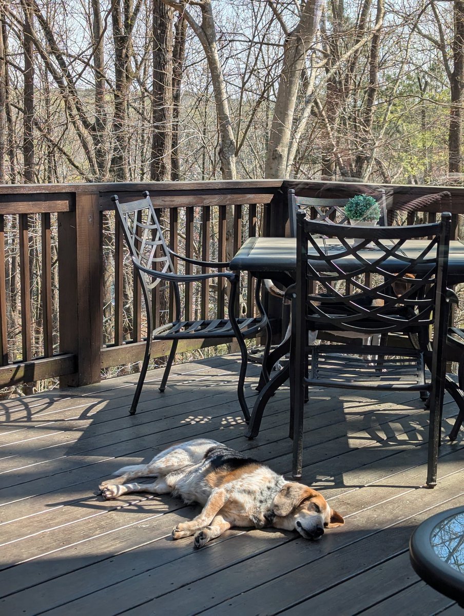 Yeti, Reese & The Beagle Brigade tweet media