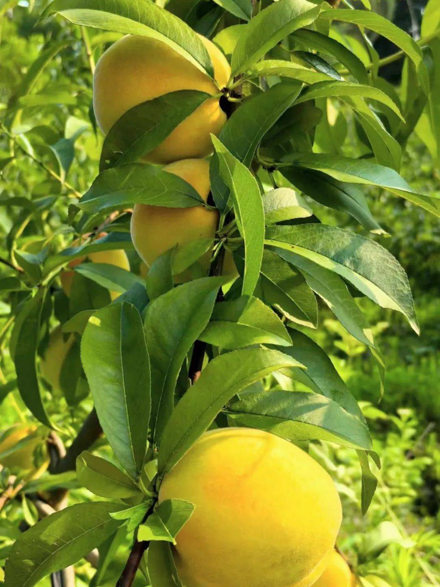 dominik Kibala tweet media