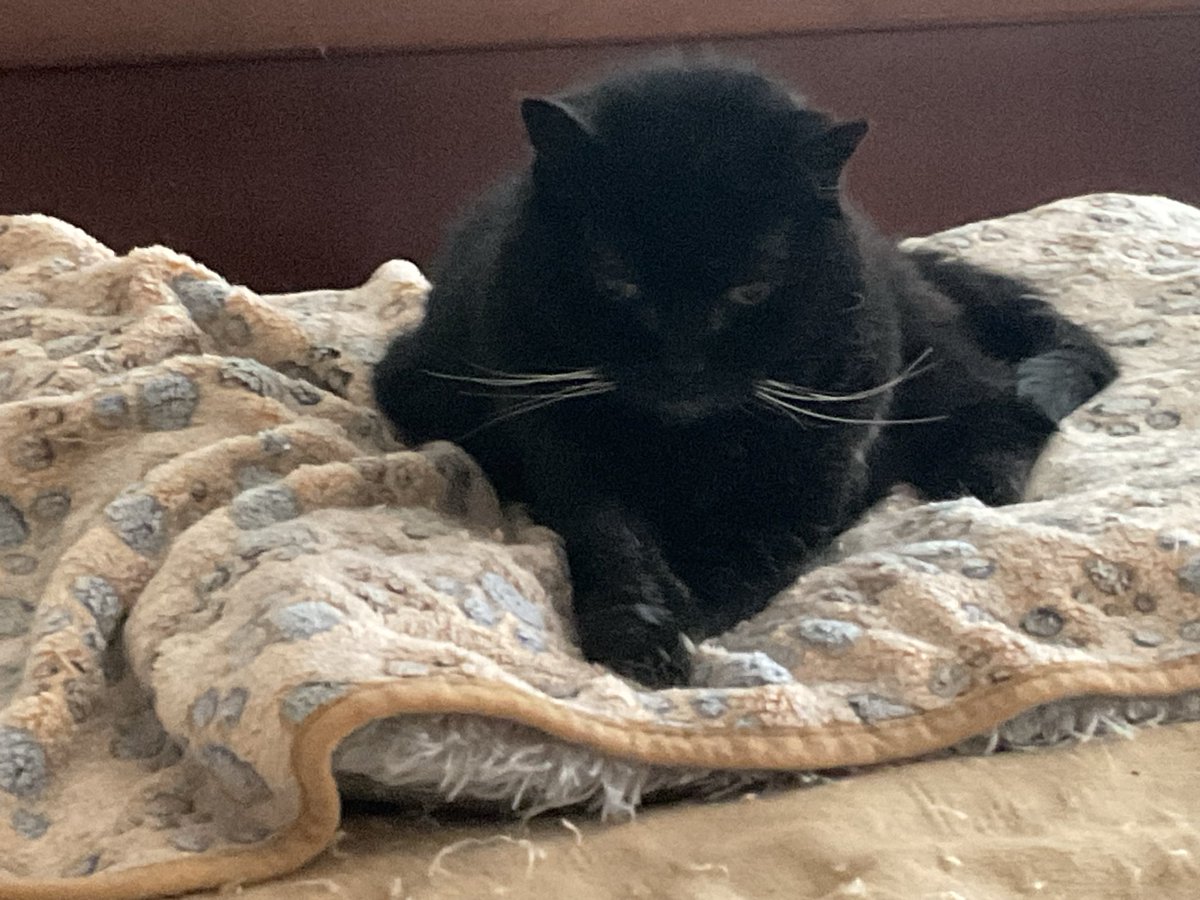 SqueakynBB tweet media