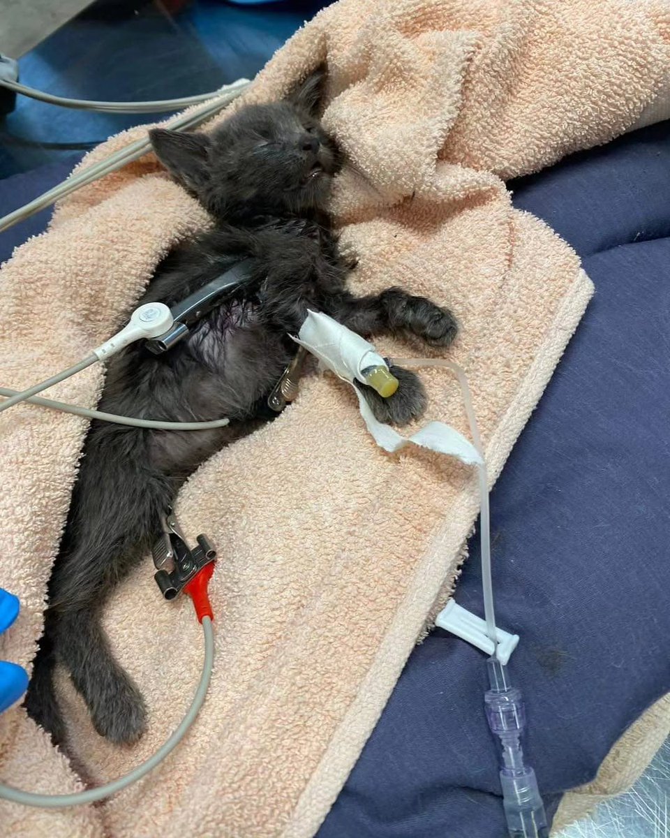 Mother Cat Rescue tweet media