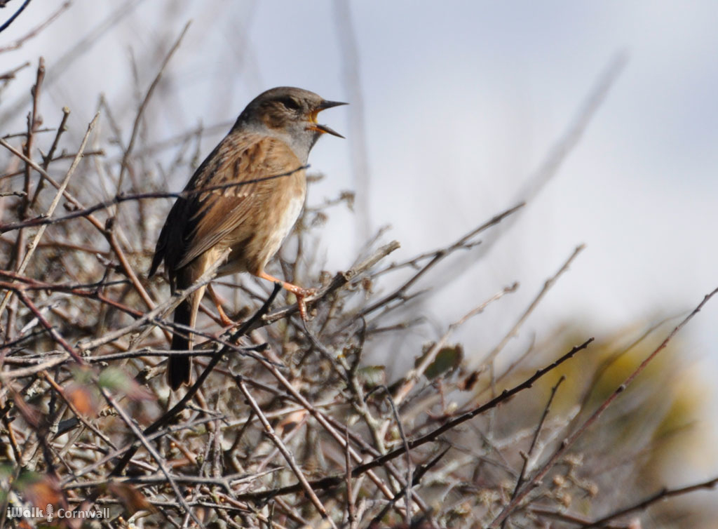 iWalk Cornwall 〓〓 tweet media