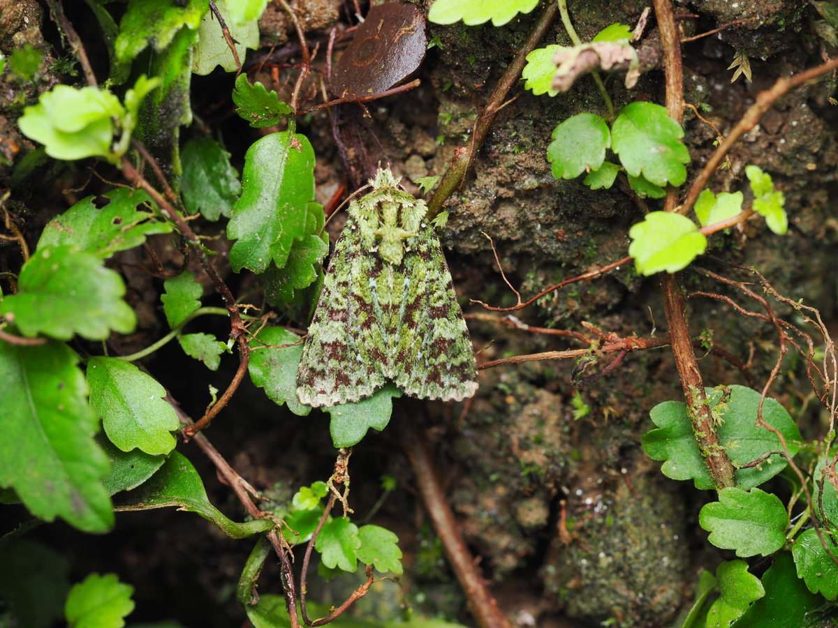 Lilly Fritillary tweet media