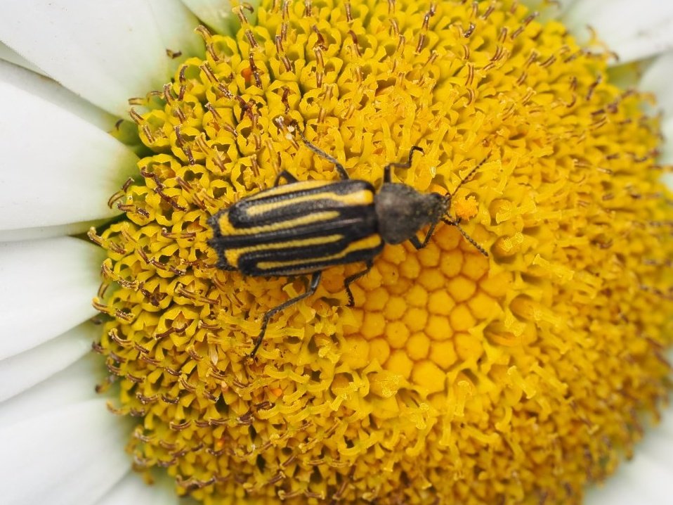 Lilly Fritillary tweet media