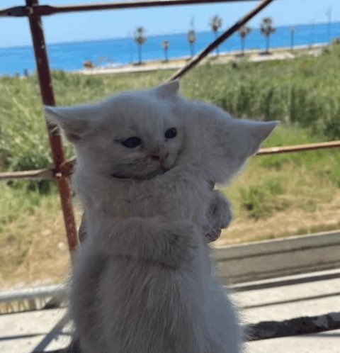 ⋆⭒˚.⋆ ²² tweet media