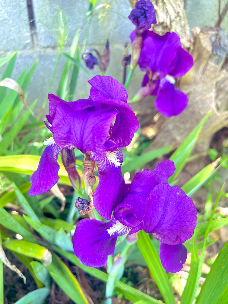 BrendaVGuerrero's tweet photo. #Domigo Flores hermosas …
💐🌷🌼🌻🌹 https://t.co/DmwoAHEEOy