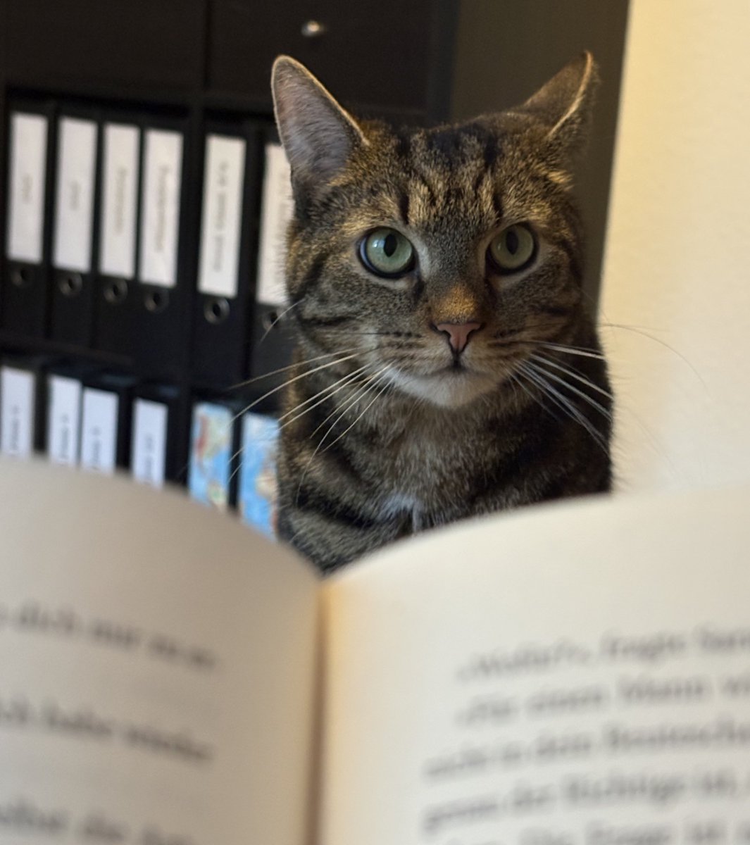 ᶠʳᵃᵘ ᴾᶦᵉᶠᵏᵉ +2 tweet media