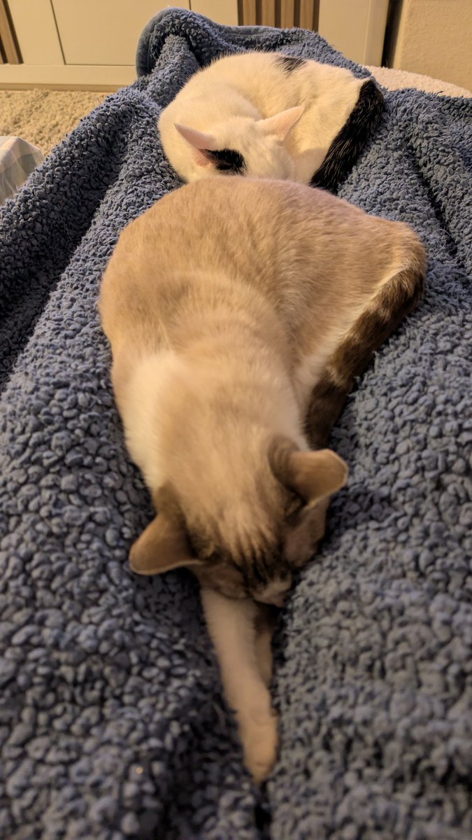 Assaf Levanon tweet media