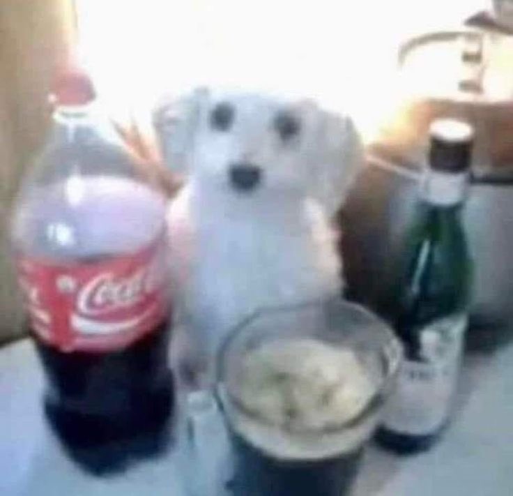 𝐦𝐢⭑ tweet media