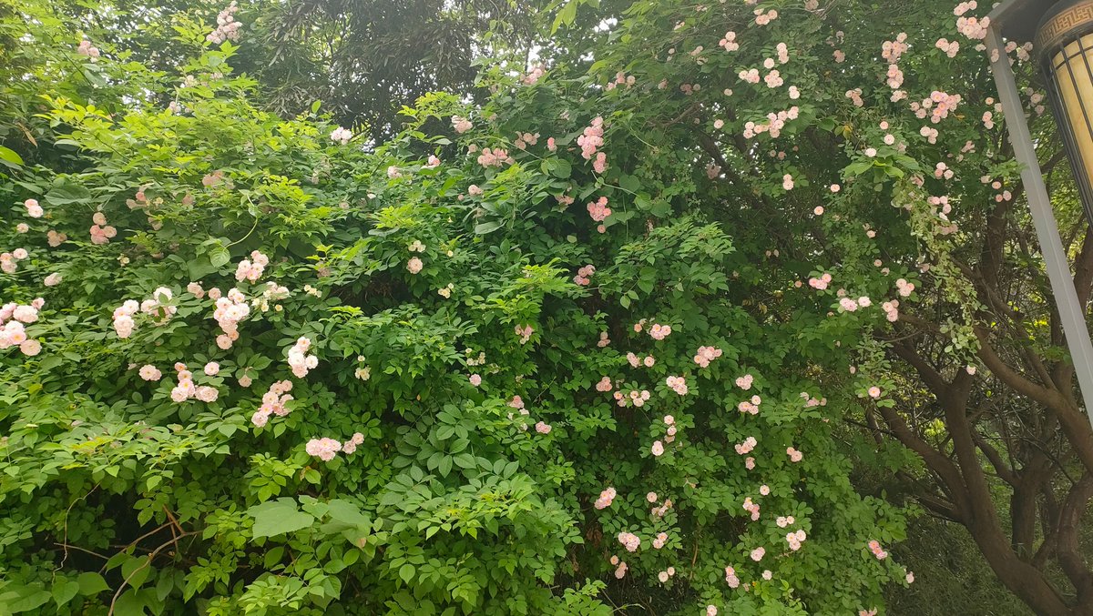 Bronx Rik tweet media