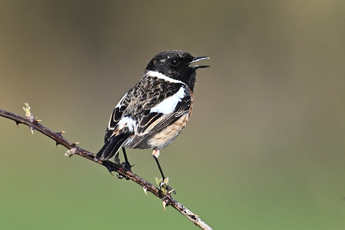 Jonlet raymond tweet media