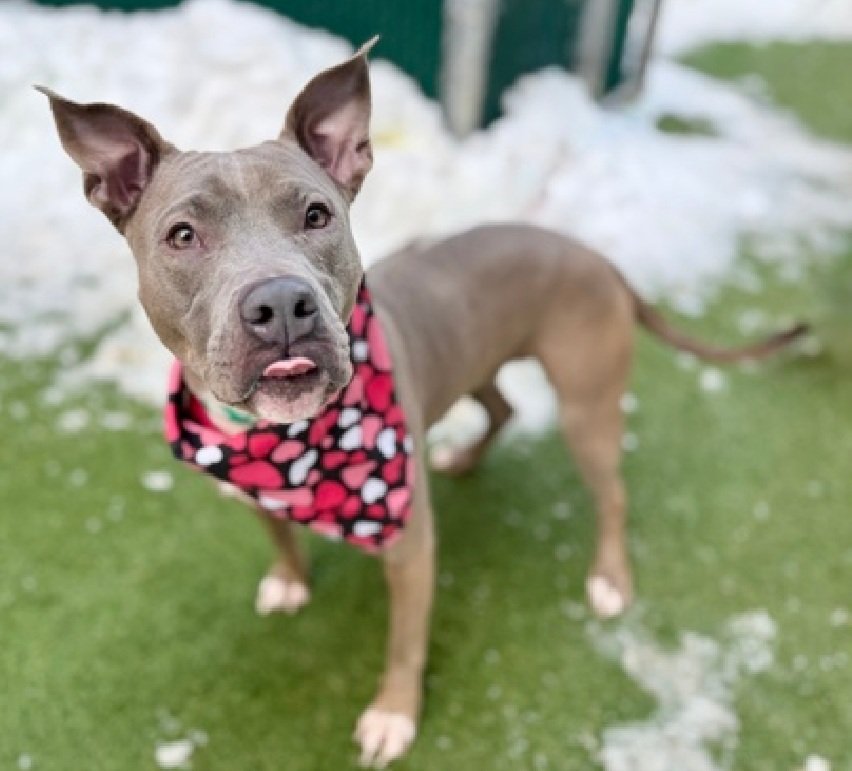 Morgan Fairchild's Dogs tweet media