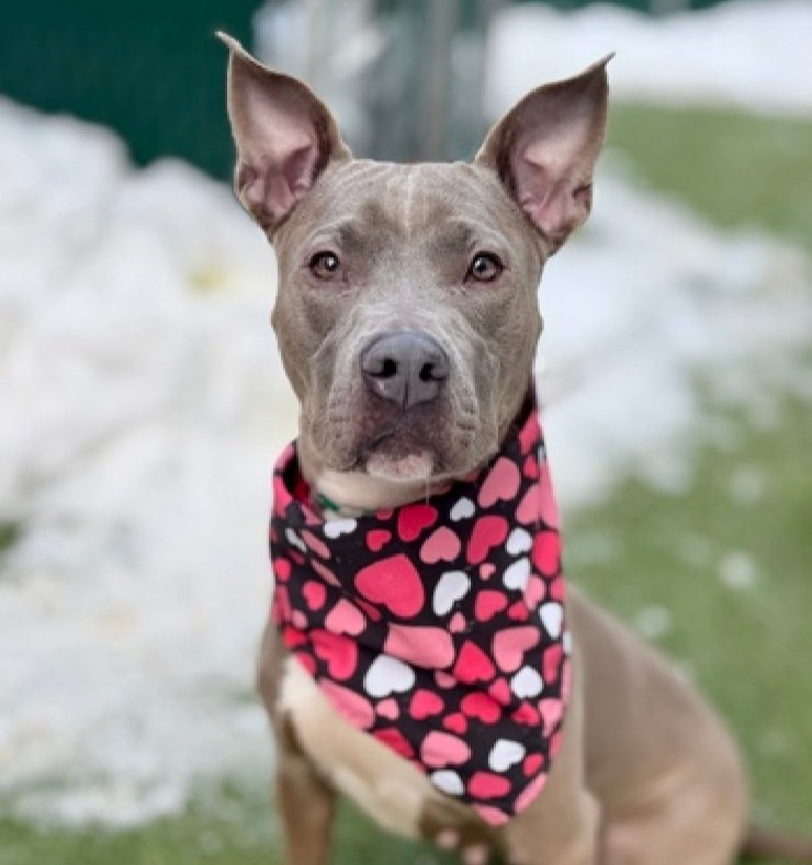 Morgan Fairchild's Dogs tweet media