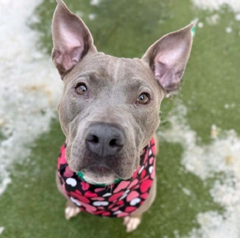 Morgan Fairchild's Dogs tweet media