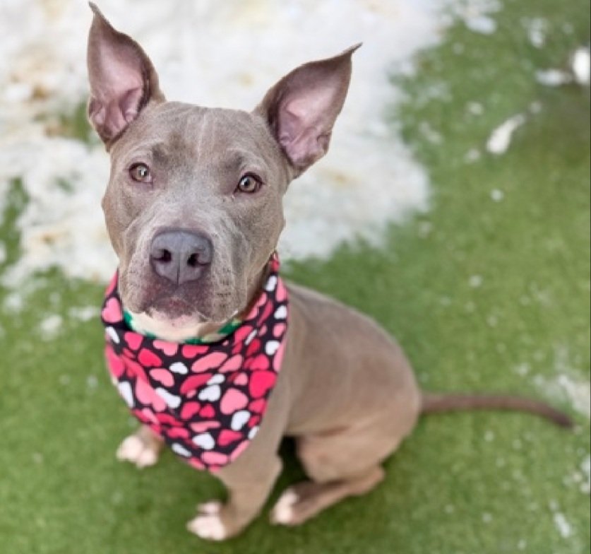 Morgan Fairchild's Dogs tweet media