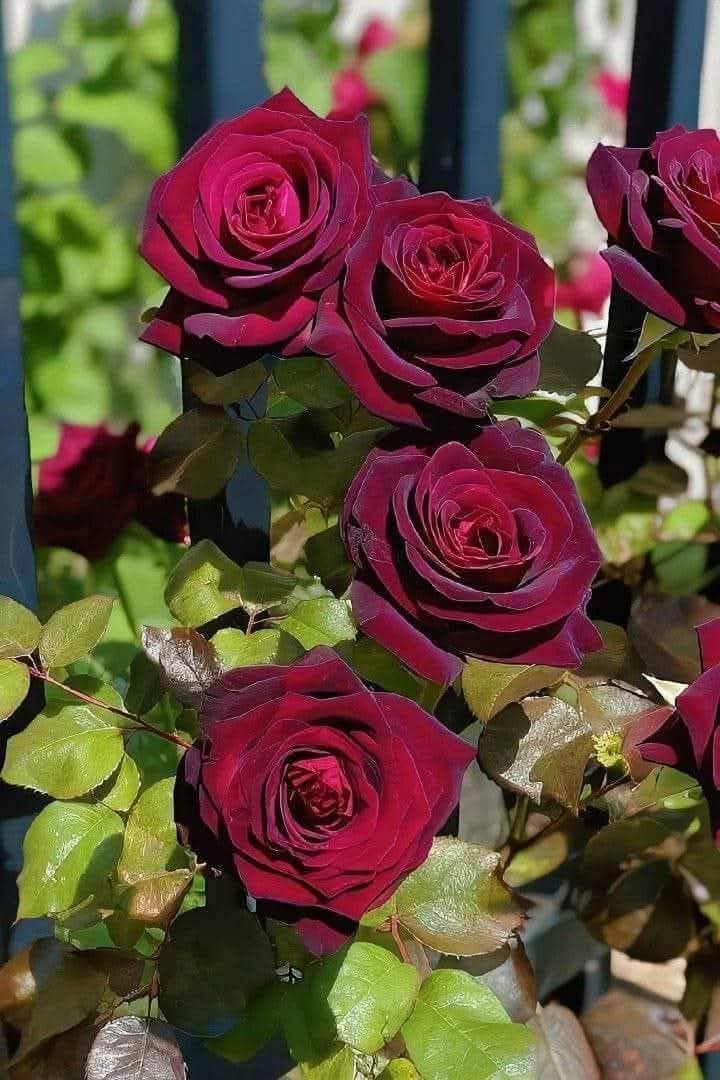 هشام محمد tweet media