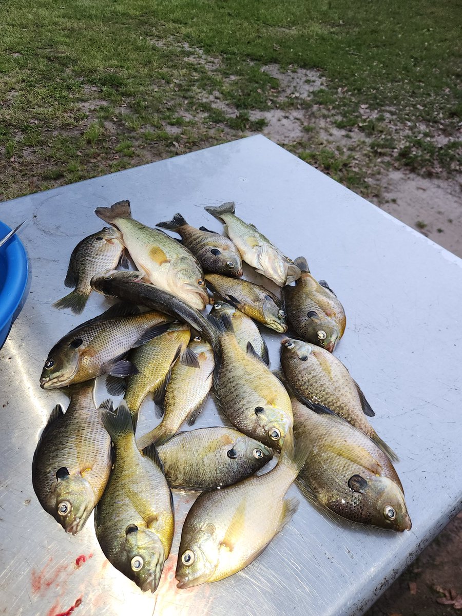 Sweet Jones Jr. tweet media