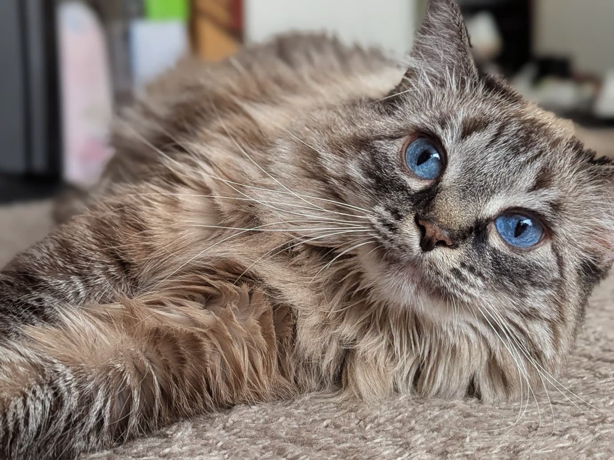 Твоя Сис tweet media