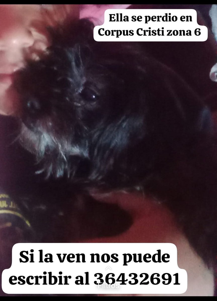 Gt502Mascotas's tweet photo. 💚 perdido, por si la ven amigos, por favor, avísenle a su familia. https://t.co/oGTkORnTrs