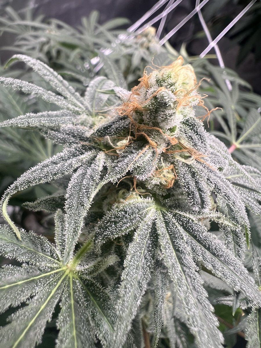 Average Tyrone tweet media