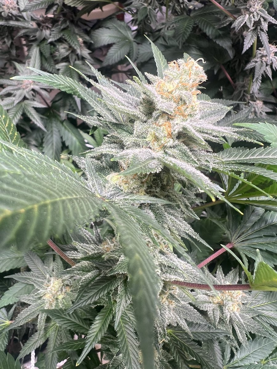 Average Tyrone tweet media