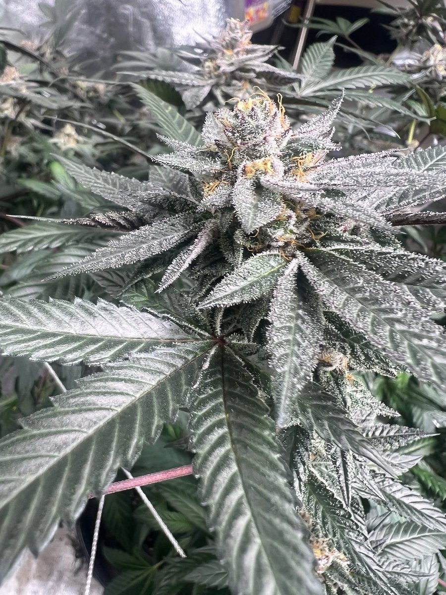 Average Tyrone tweet media