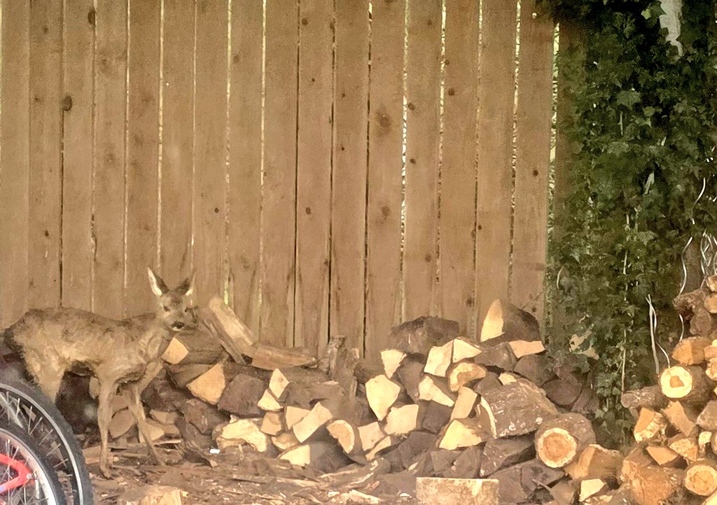 Antoine Thibault tweet media