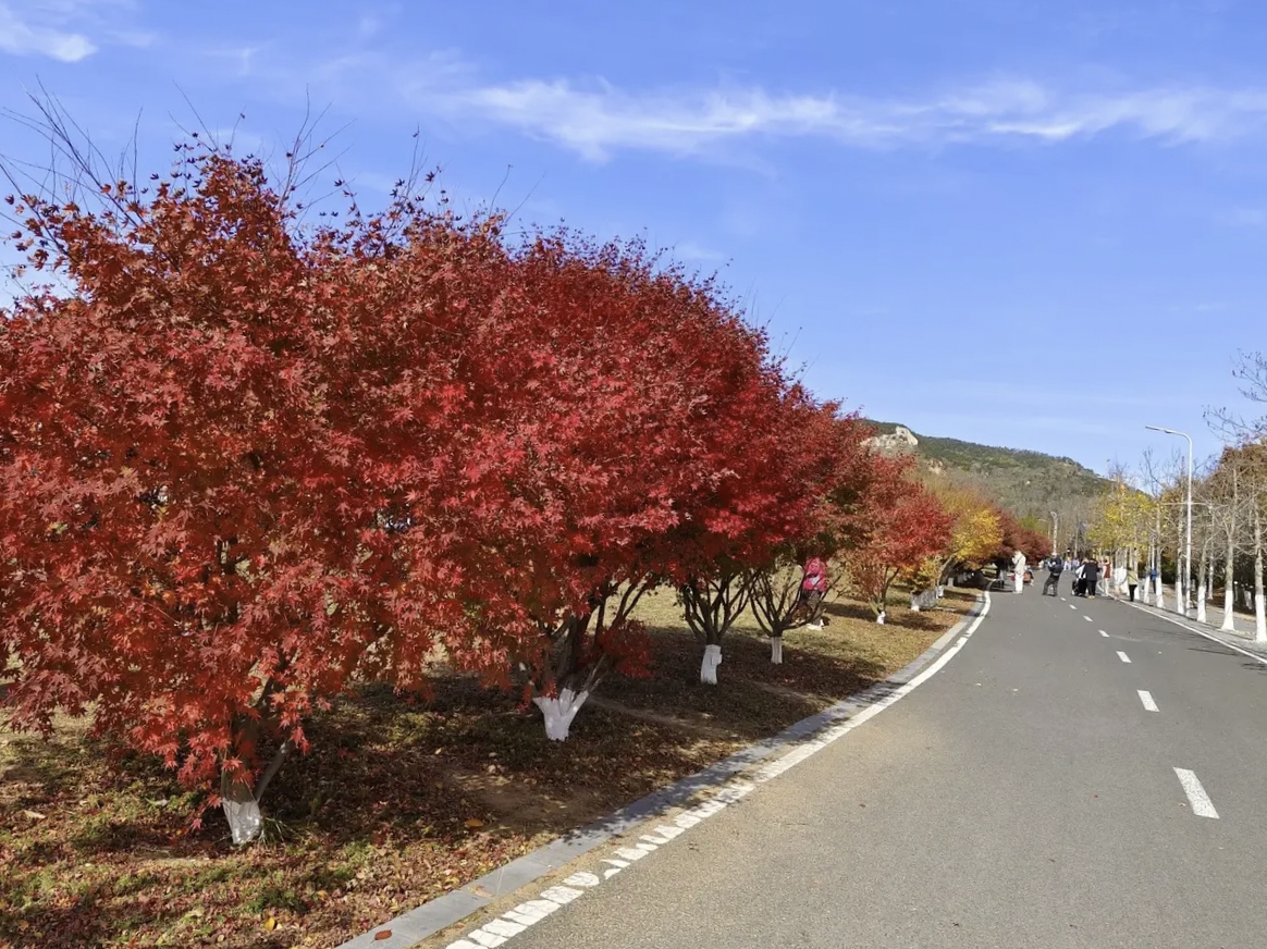 vanessa valerio tweet media