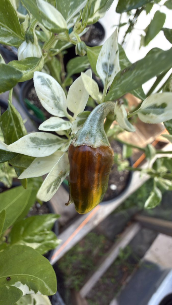 FloridaMan ∞ tweet media