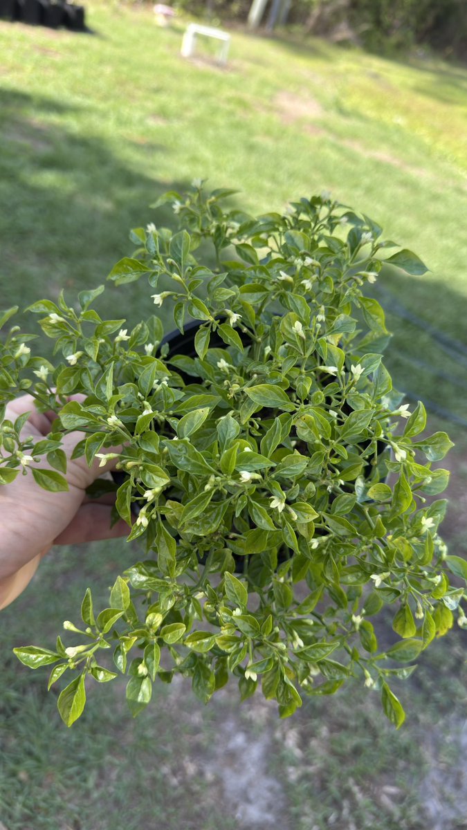 FloridaMan ∞ tweet media