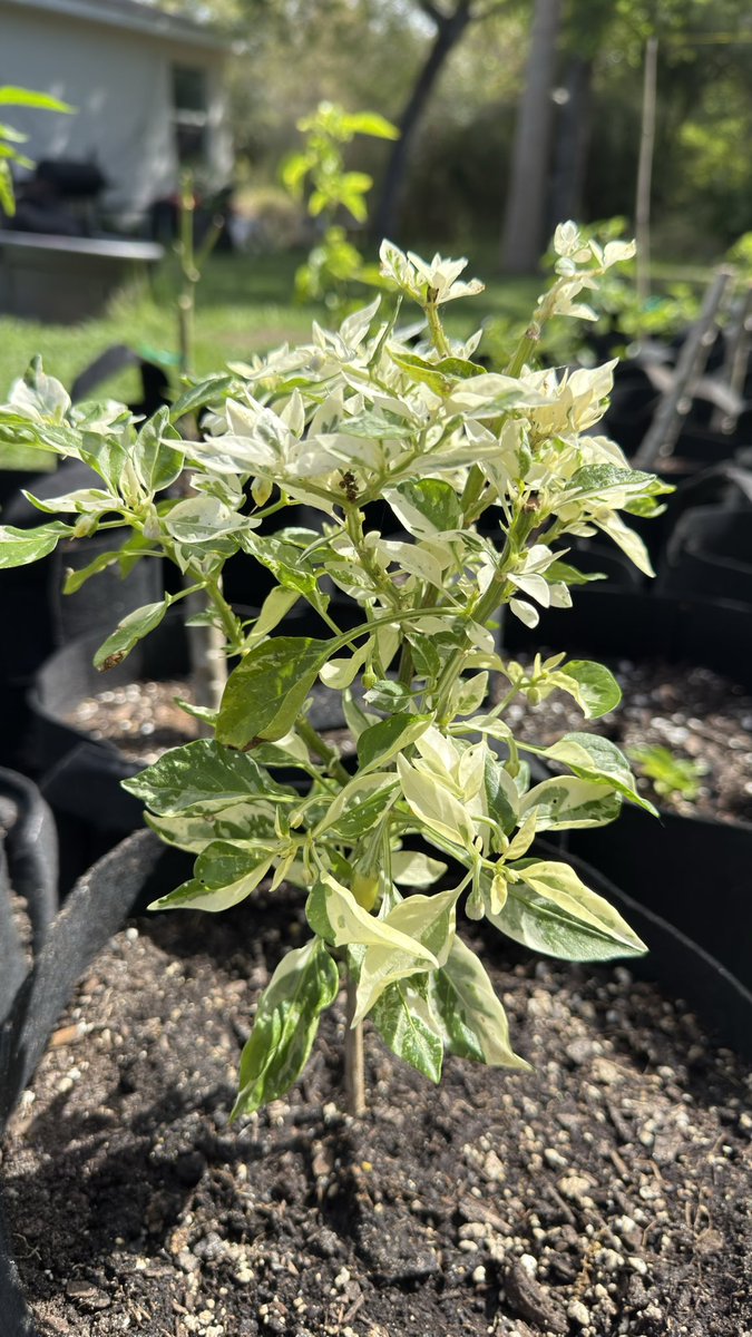 FloridaMan ∞ tweet media