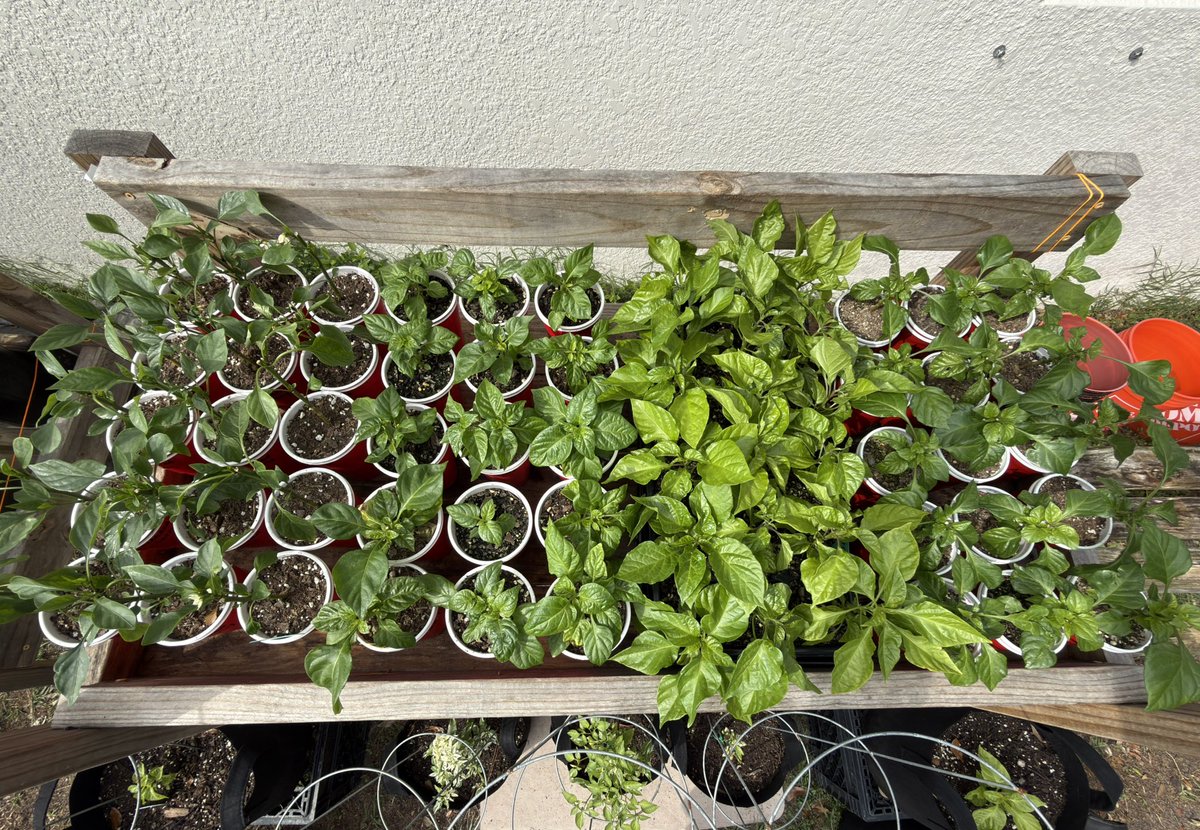 FloridaMan ∞ tweet media