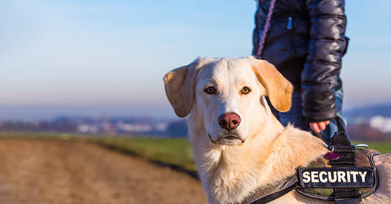 MyCPAweb's tweet photo. Tax Deductions for Working Animals: What Business Owners Need to Know -  https://t.co/7EqsPVyD4X https://t.co/c2VxmNAqmJ