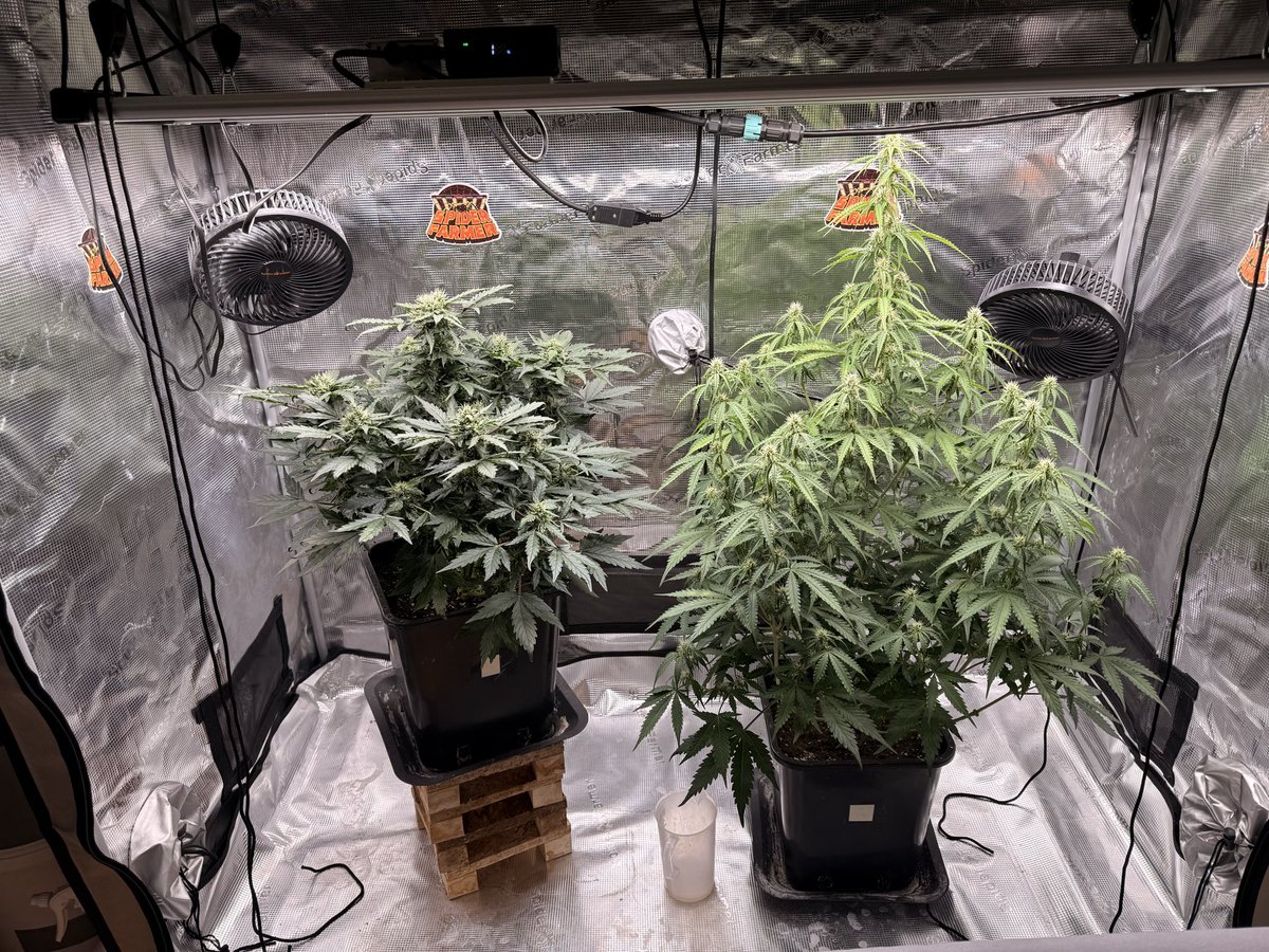 Gina Butch or Black Domina tweet media