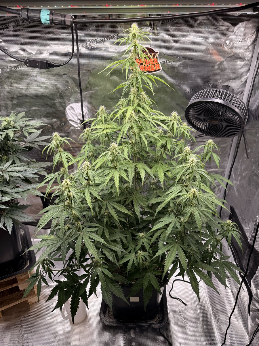 Gina Butch or Black Domina tweet media